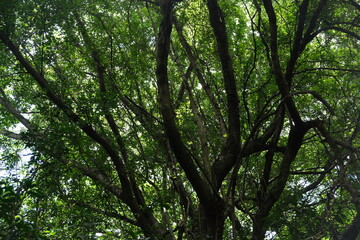 Lush Greenery of KwaZulu-Natal Botanical Garden