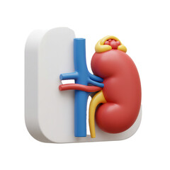 A stylized anatomical illustration of a kidney with its associated blood vessels and surrounding structures in a simplified rendering.