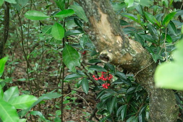 Syzygium cordatum in KwaZulu-Natal Botanical Garden