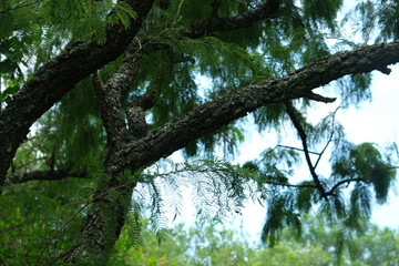 Vachellia Karroo Tree in KwaZulu-Natal Botanical Garden