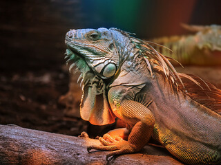 Close-up of exotic lizard with green scales and spines in tropical forest.
Iguana resting on tree branch with sunlight illuminating its vibrant skin.