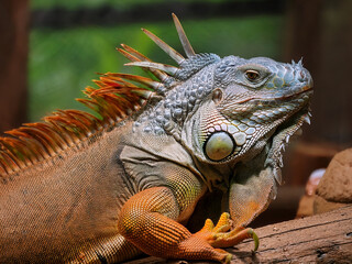 Wildlife photography of green iguana in rainforest with natural lighting and textures.
Iguana iguana calmly observing surroundings with textured skin and jungle backdrop.