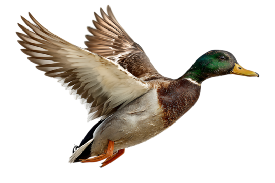 Mallard duck in flight isolated on transparent background