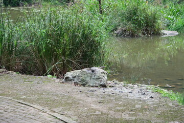 Phragmites australis in KwaZulu-Natal Botanical Garden Wetlands