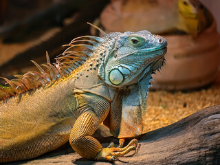 Reptile close-up showing iguana’s scales, spines, and intense gaze in jungle habitat.
Green iguana basking on rock with sunlight highlighting its textured skin and spines.
