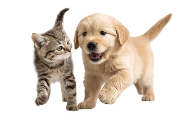 Playful kitten and puppy together isolated on transparent background