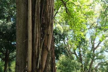Majestic Ficus Tree in KwaZulu-Natal Botanical Garden