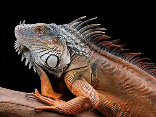 Exotic green iguana captured in detail showing facial scales and dorsal spines.
Wildlife portrait of green iguana in rainforest setting with blurred foliage behind.
