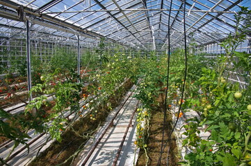 The inside of a tomato greenhouse in Iceland