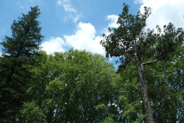 Majestic Podocarpus Falcatus Tree in KwaZulu-Natal Botanical Garden