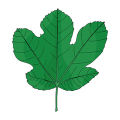 Tropical green fig leaf in doodle style. Hand drawn vector isolated element for design.