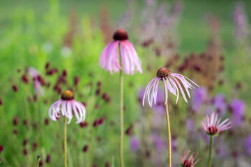 Pale pink colored coneflower in a garden. Close up of Echinacea pallida flowers in a garden border in summer. 