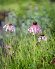Pale pink colored coneflower in a garden. Close up of Echinacea pallida flowers in a garden border in summer. 
