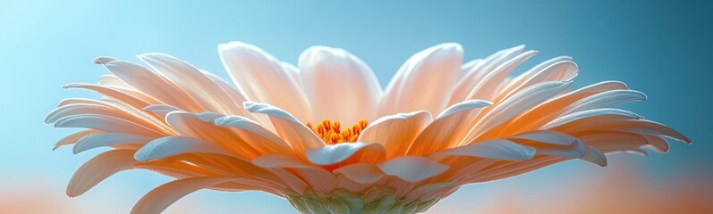 Obraz premium White flower with a yellow center on a blue background plant background