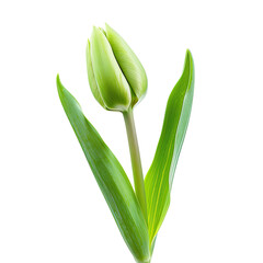 Close-up of a light green tulip bud
