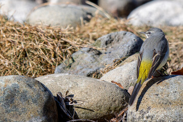 水辺のキセキレイ