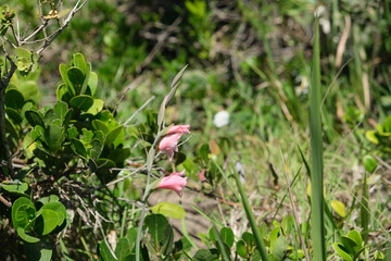 Vibrant Gladiolus Flower in Kwelera National Botanical Garden