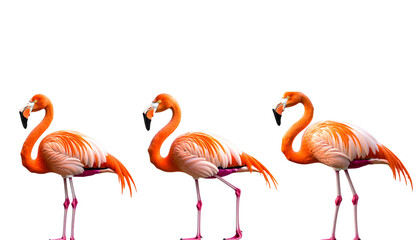 Obraz premium Beautiful pink flamingo with bright feathers and long neck standing alone on white background