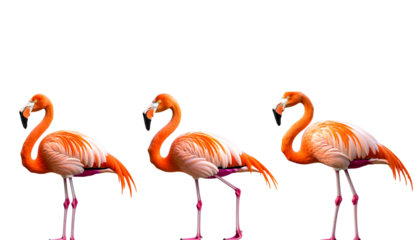 Beautiful pink flamingo with bright feathers and long neck standing alone on white background
