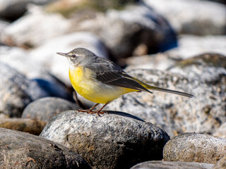 水辺のキセキレイ