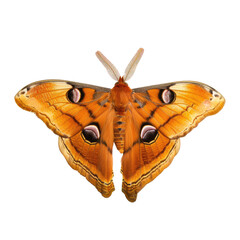 Detailed view of an orange-brown moth with large eyespots