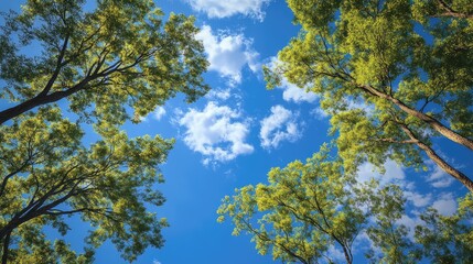 Obraz premium serenity trees with blue sky