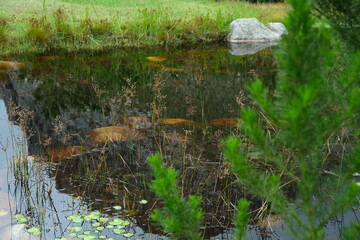 Nymphaea nouchali: Aquatic Beauty in Harold Porter Botanical Garden