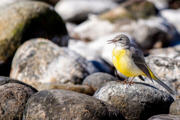 水辺のキセキレイ
