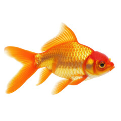 Orange goldfish profile view