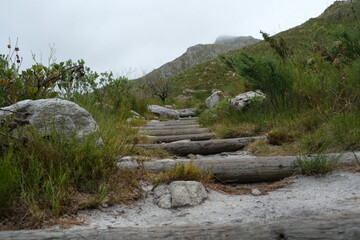 Protea Plants in Harold Porter National Botanical Garden, South Africa
