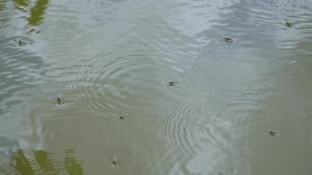 water striders making circles in a water surface - Gerridae