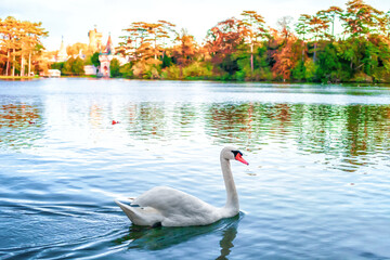 White swan swimming on autumn lake by Franzensburg medieval castle in Austria, side view