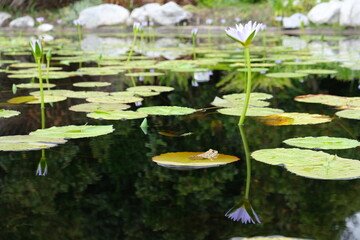 Nymphaea Nouchali Lotus in Harold Porter National Botanical Garden