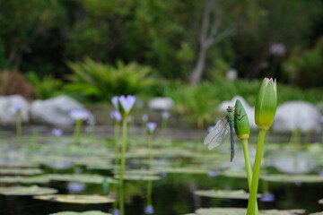 Emperor Dragonfly on Lotus in Harold Porter Botanical Garden