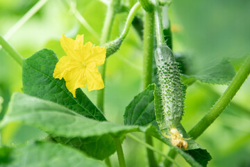 Fresh green cucumber growing on vine with yellow flowers in garden