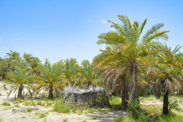 Dates fruit palm trees in a countryside farm, landscape plants and grass nature with hut