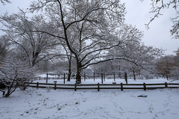 Scenic view of snow covered landscape of Central Park, New York in winter morning