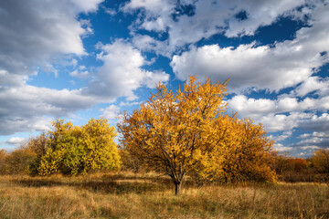 Golden trees standing majestically in a field of dry grass, basking in the warm sunlight under a cloudy sky, create a picturesque scene on a vibrant autumn afternoon