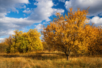Beautiful autumn landscape showing a meadow with yellow and orange trees shining under a cloudy sky with white and grey clouds, during a sunny day