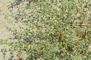 wildlife green grass background, close up plant leaf