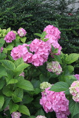 pink hydrangea flowers