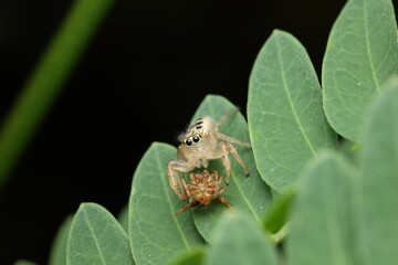 jumping spider feeding on a smaller spider. Native to tropical rainforests of Asia and commonly found in shrubbery, 