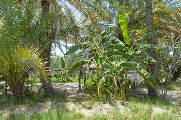 banana plant in between dates palm tree in the garden