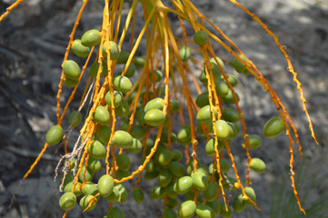 green dates fruit hanging on tree palm plant in the farm