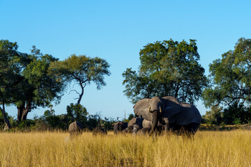 African bush elephant matriarch threat display in Botswana’s Okavango Delta, displaying her defending the herd and family bonds amid lush wilderness—a perfect moment of wild Africa adventure.