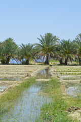 palm trees on the shore of the irrigation system with solar power