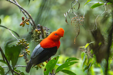 Andean Cock-of-the-rock (Rupicola peruvianus