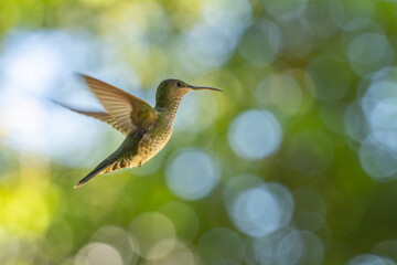 White necked jacobin, Florisuga mellivora, Ecuador