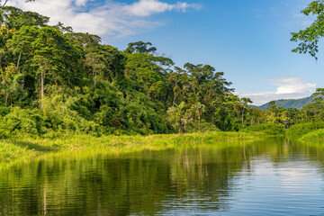 tropical rainforest view from the river Peru.