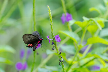 The Doris Longwing Butterfly close up in the garden, heliconius doris, Laparus doris, Tropical butterfly